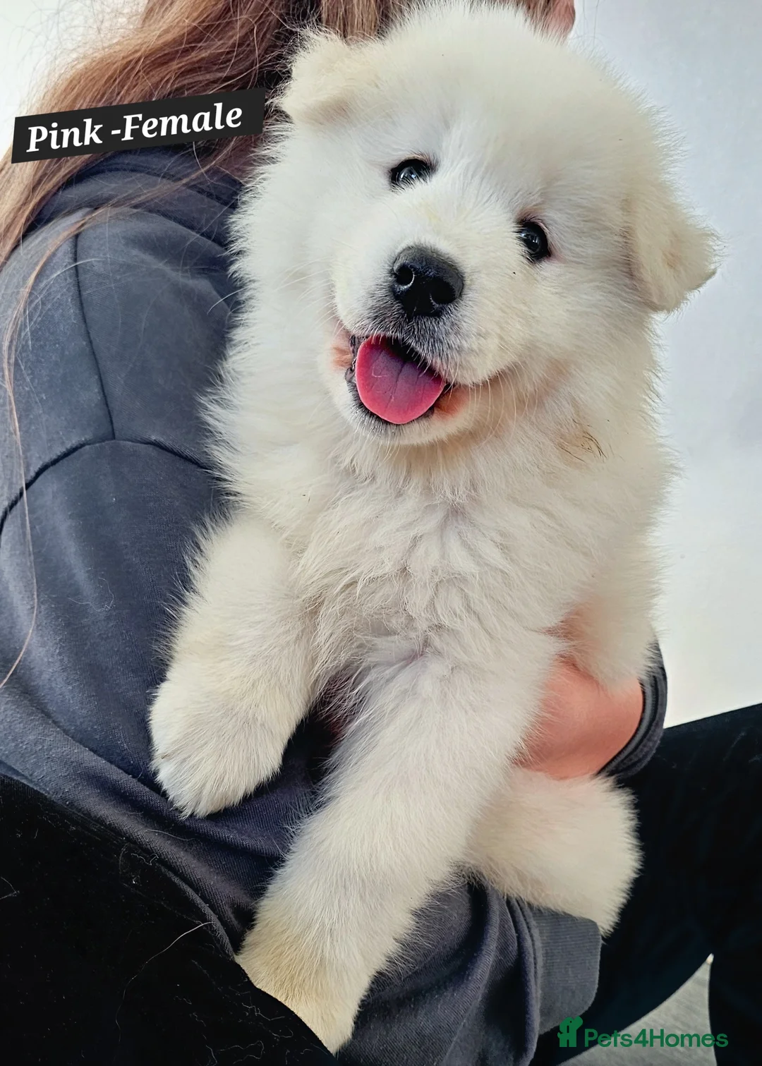 Samoyed dogs for sale: ‼️KC Registered Puppies!!!‼️1 Girl left❤️ - Advert 2