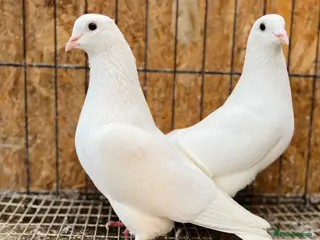 Pigeons birds PURE WHITE ENGLISH GARDEN DOVES - Advert 5