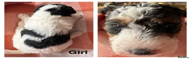 Fox Terrier Puppy 5