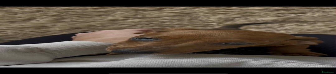 Dachshund Puppy 2