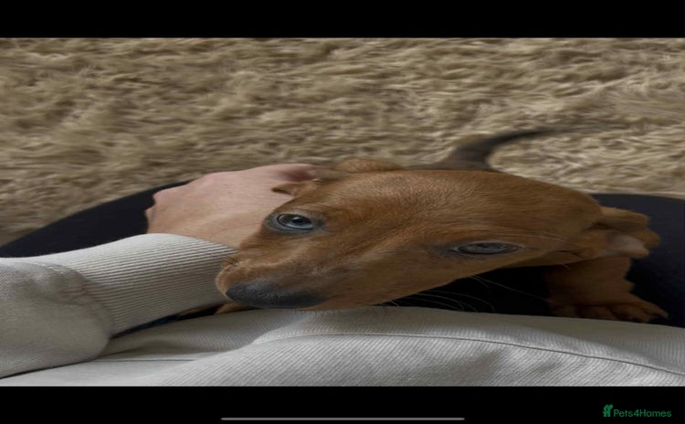 Dachshund dogs - Advert 6
