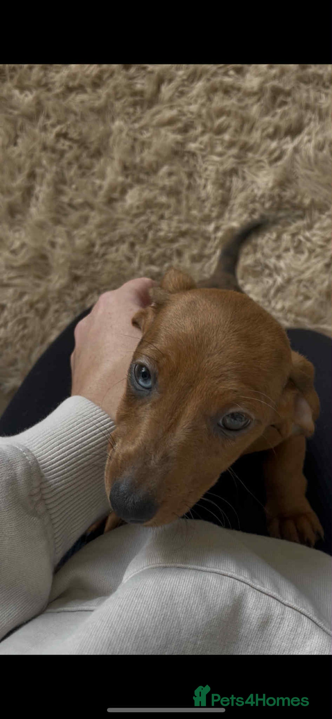 Dachshund dogs for sale: Gorgeous Dachshund Puppies  - Image 1