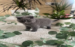 British Shorthair cats for sale: GCCF chunky blue British shorthair kittens😻🐾 - Image 13