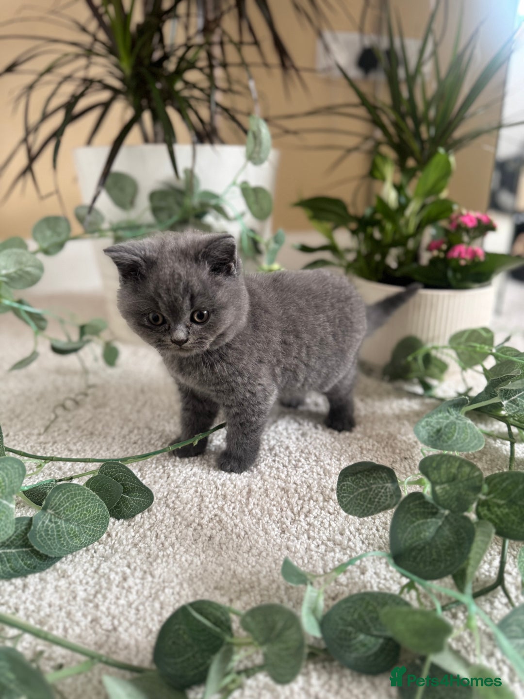 British Shorthair cats for sale: GCCF chunky blue British shorthair kittens😻🐾 - Image 13