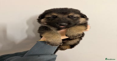 German Shepherd dogs - Advert 14