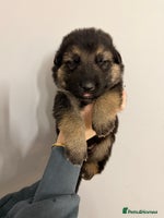 German Shepherd dogs - Advert 14