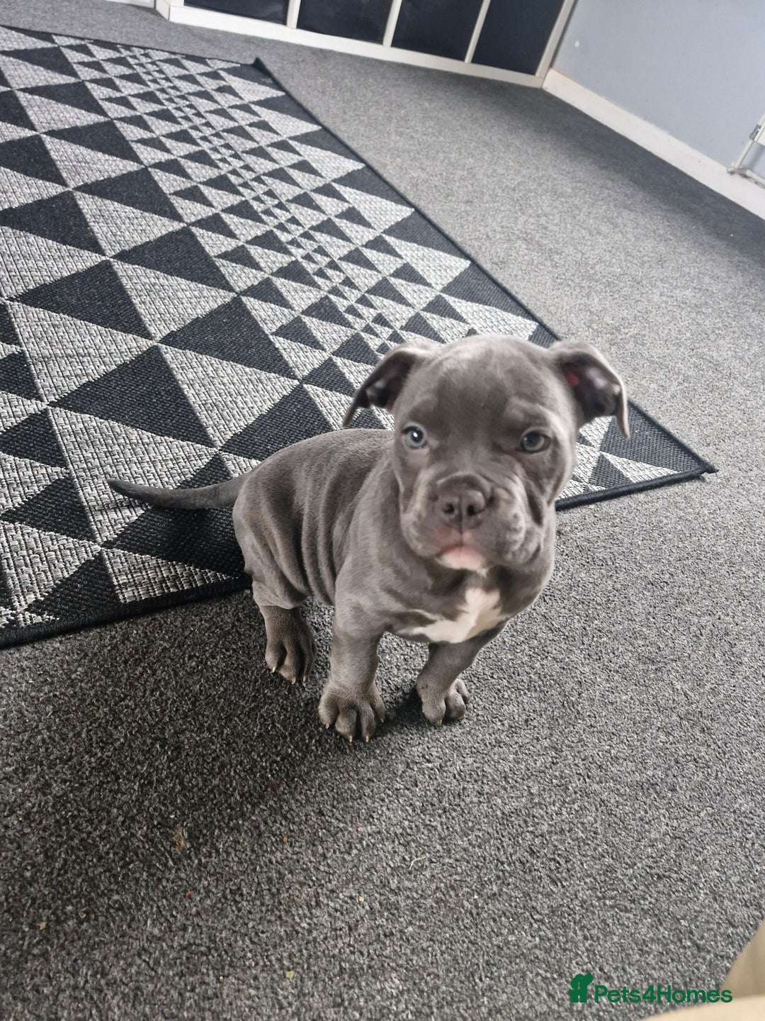 American Bully dogs for sale: Blue female pocket bully  - Advert 3