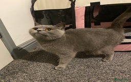 British Shorthair cats for sale: 🧸EXCEPTIONAL QUALITY PURE BREED BSH TEDDY BEARS🧸 - Advert 28
