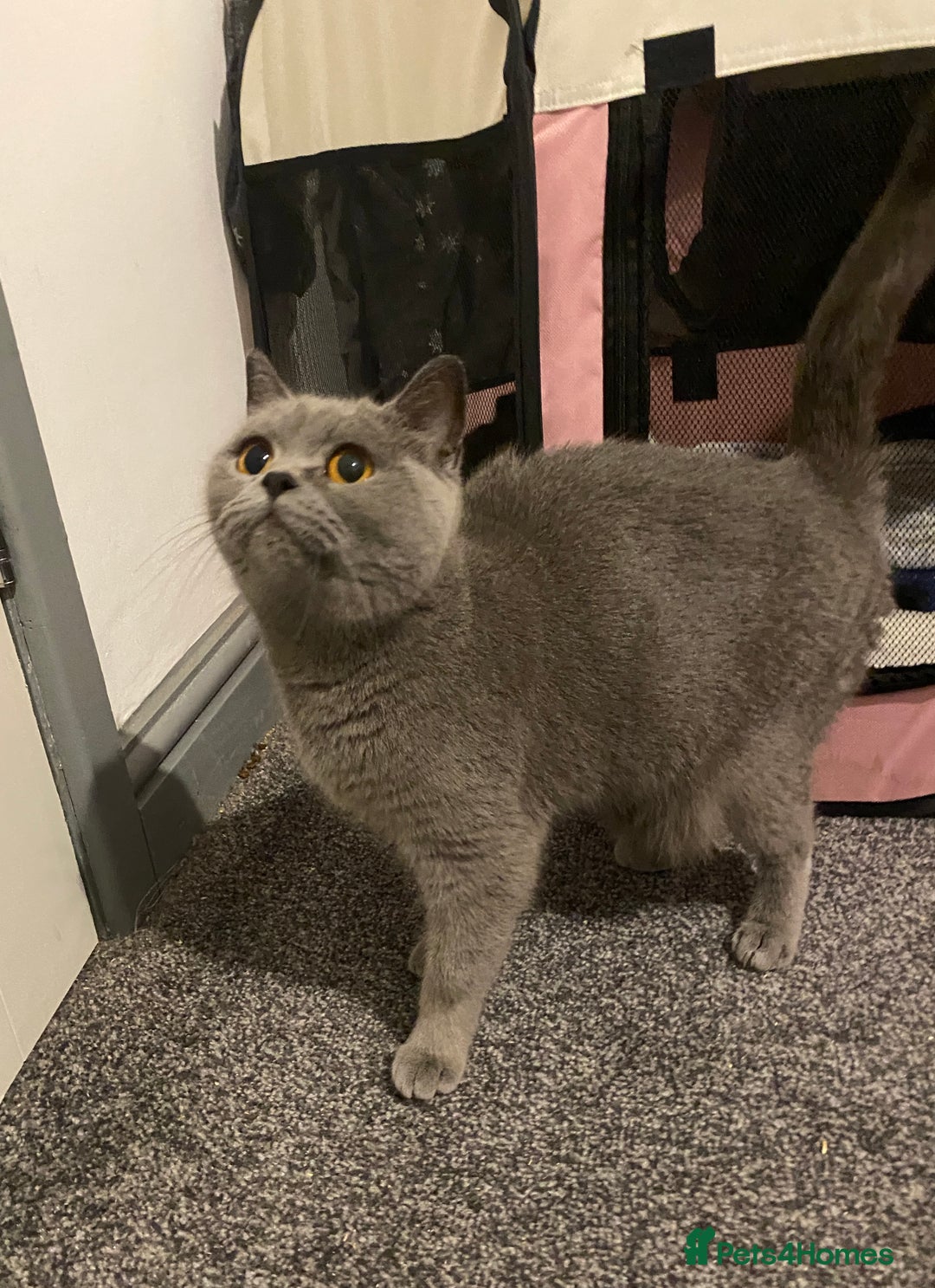 British Shorthair cats for sale: 🧸EXCEPTIONAL QUALITY PURE BREED BSH TEDDY BEARS🧸 - Advert 28