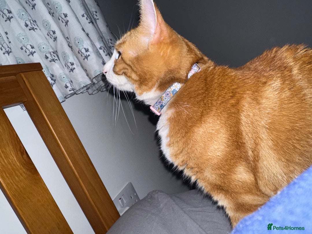 Mixed Breed cats for sale: Marla ginger cat  - Advert 13