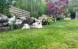 Welsh Corgi Pembroke dogs for sale: Champion bloodline KC reg. Pembrokes - Image 23