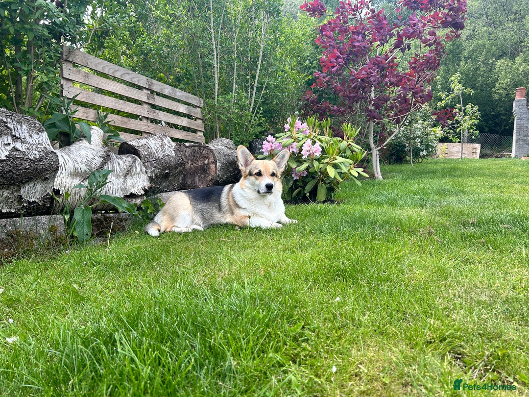 Welsh Corgi Pembroke dogs for sale: Champion bloodline KC reg. Pembrokes - Image 23