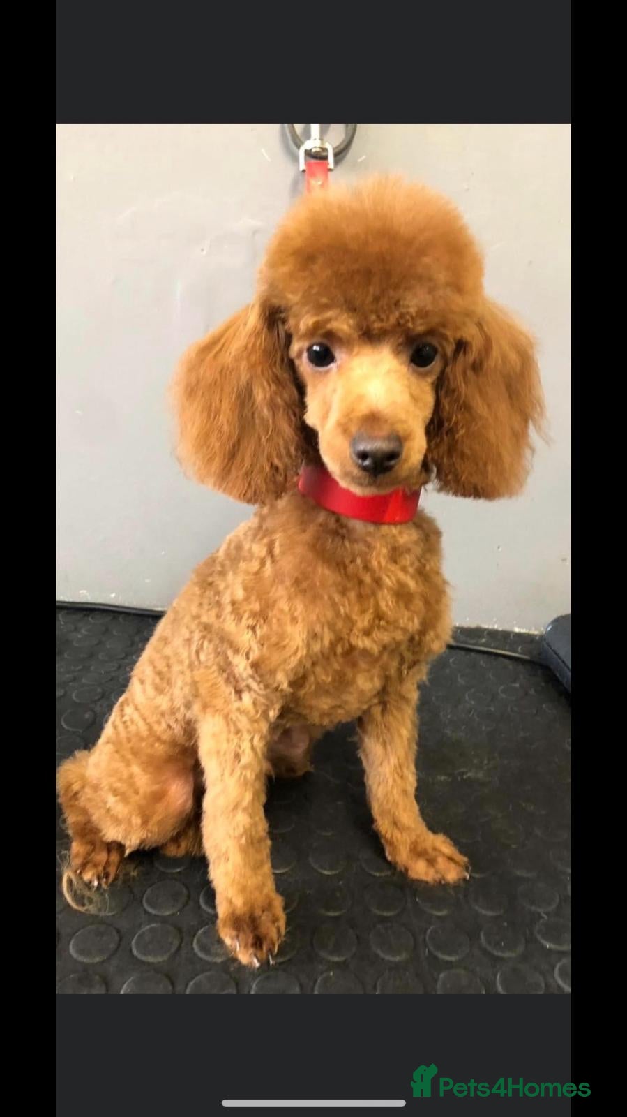 Toy Poodle dogs Toy poodle for stud proven - Advert 22