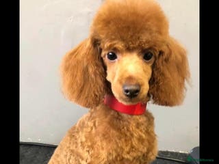 Toy Poodle dogs Toy poodle for stud proven - Advert 1