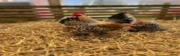 Chickens poultry for sale: Sablepoot hatching eggs, chicks, growers, hens - Advert 10