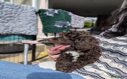 Miniature Poodle dogs for sale: Beautiful KC registered miniature poodles  - Image 8