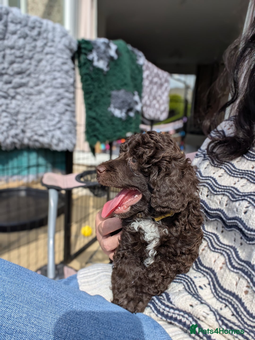 Miniature Poodle dogs for sale: Beautiful KC registered miniature poodles  - Image 8