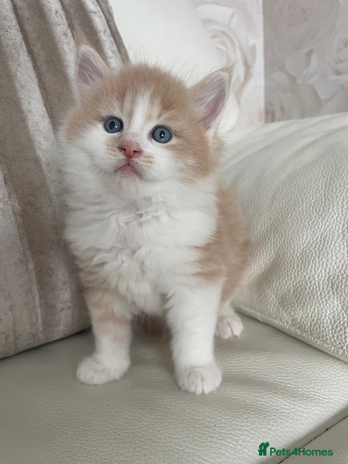 Mixed Breed cats Maine Coon cross long hair Ragdoll Kittens  - Advert 22