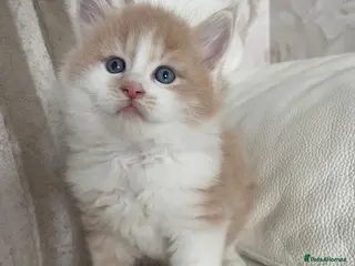 Mixed Breed cats Maine Coon cross long hair Ragdoll Kittens - Advert 22