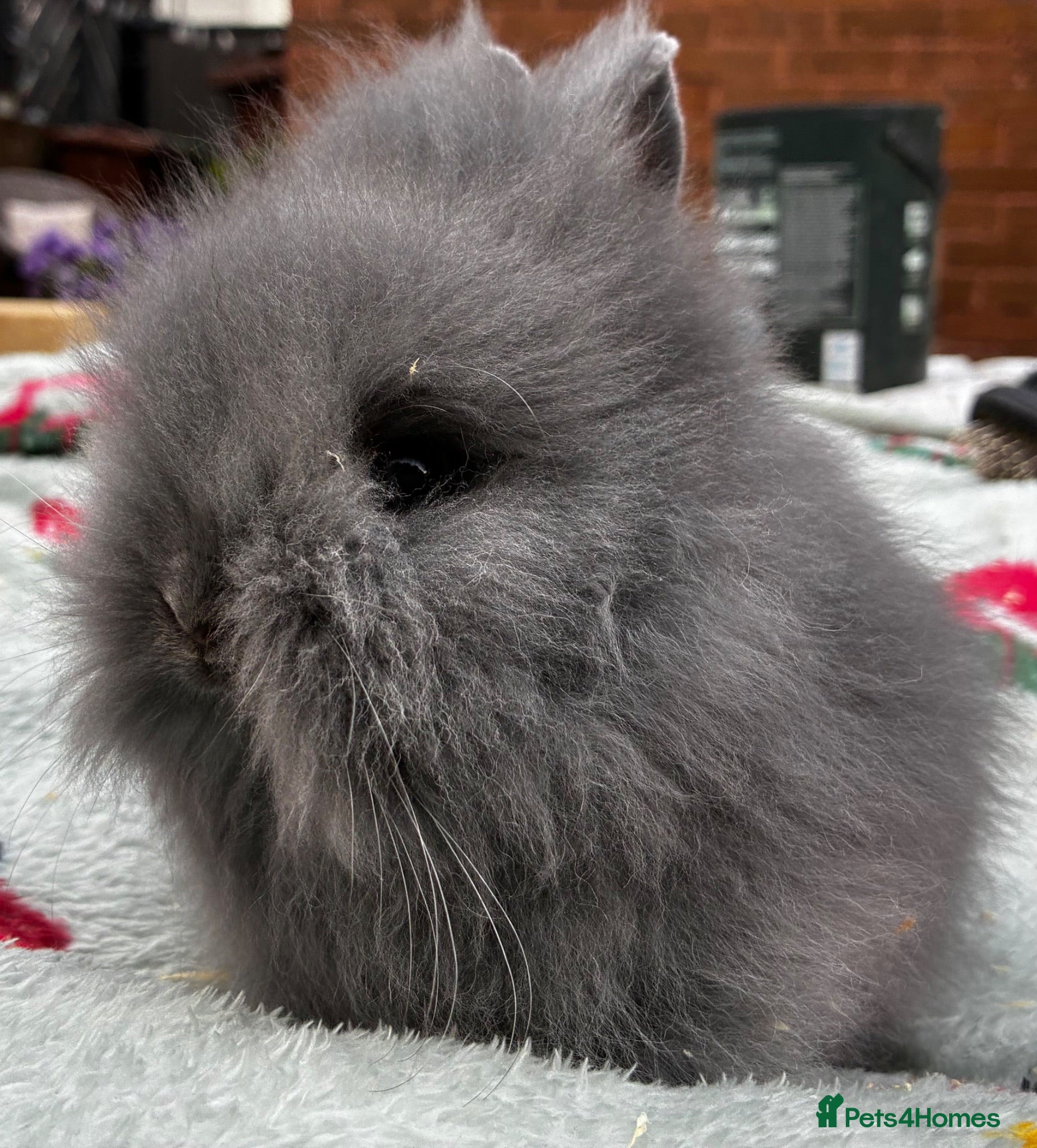 Lionhead rabbits NEW LITTER ADDED READY TO GO - Advert 2
