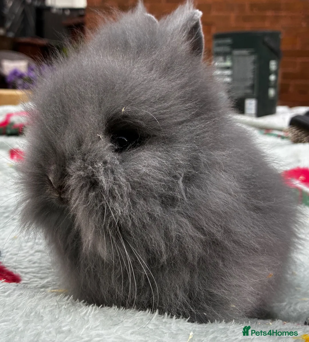 Lionhead rabbits for sale: ONE LEFT - Advert 2