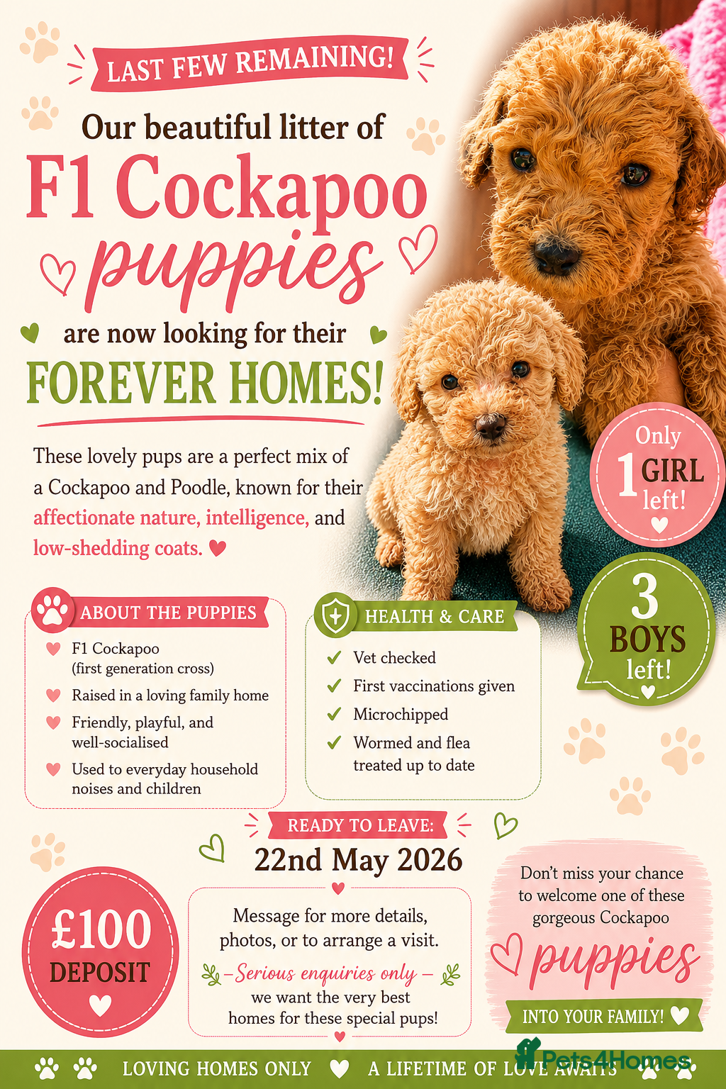Cockapoo dogs 🐶 Adorable F1 Cockapoo Puppies for Sale! 🐶 - Advert 4