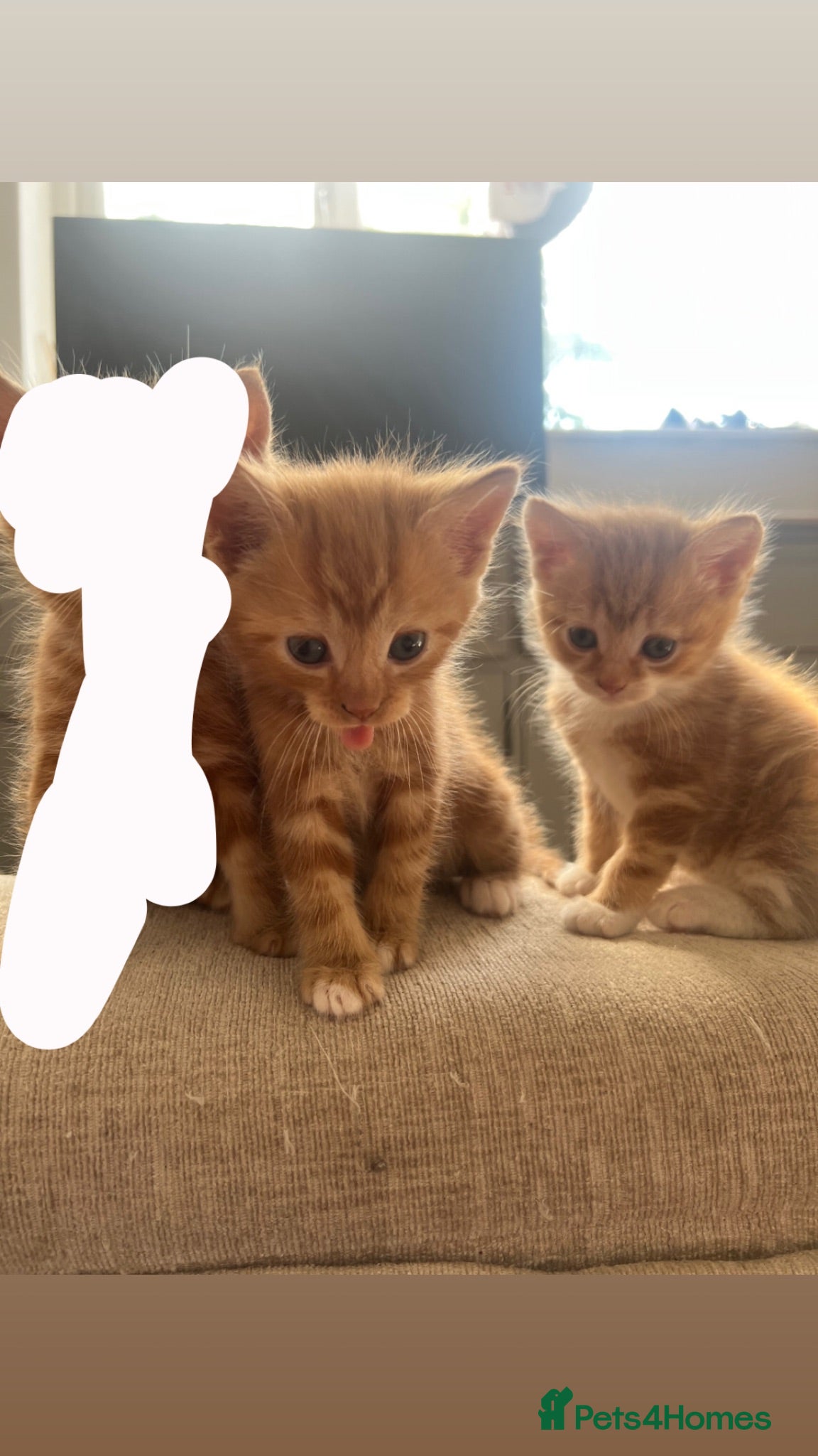 Mixed Breed cats 2 Mixed Breed Ginger Kittens  - Advert 3