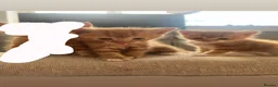 Mixed Breed cats for sale: 2 Mixed Breed Ginger Kittens  - Advert 1