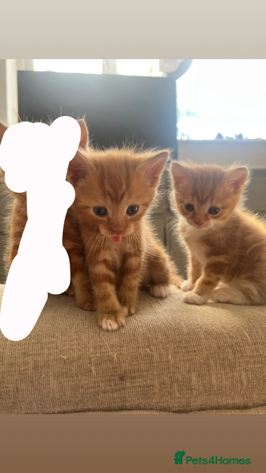 Mixed Breed cats for sale: 2 Mixed Breed Ginger Kittens  - Advert 1