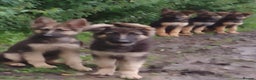 German Shepherd dogs for sale: German shepherd puppies - Advert 4