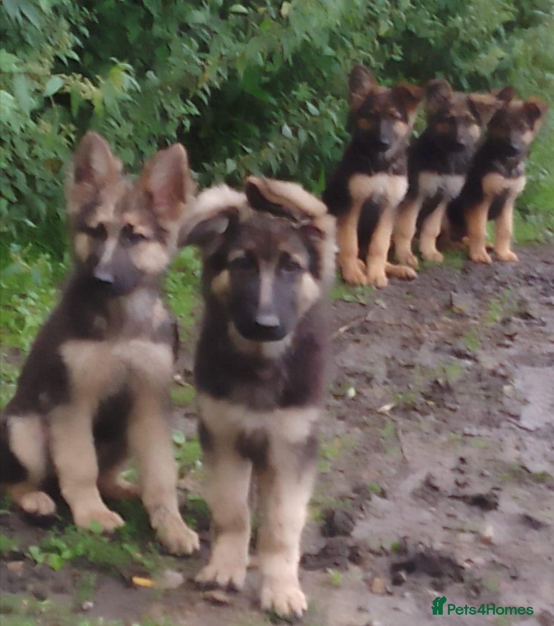 German Shepherd dogs for sale: German shepherd puppies - Advert 4