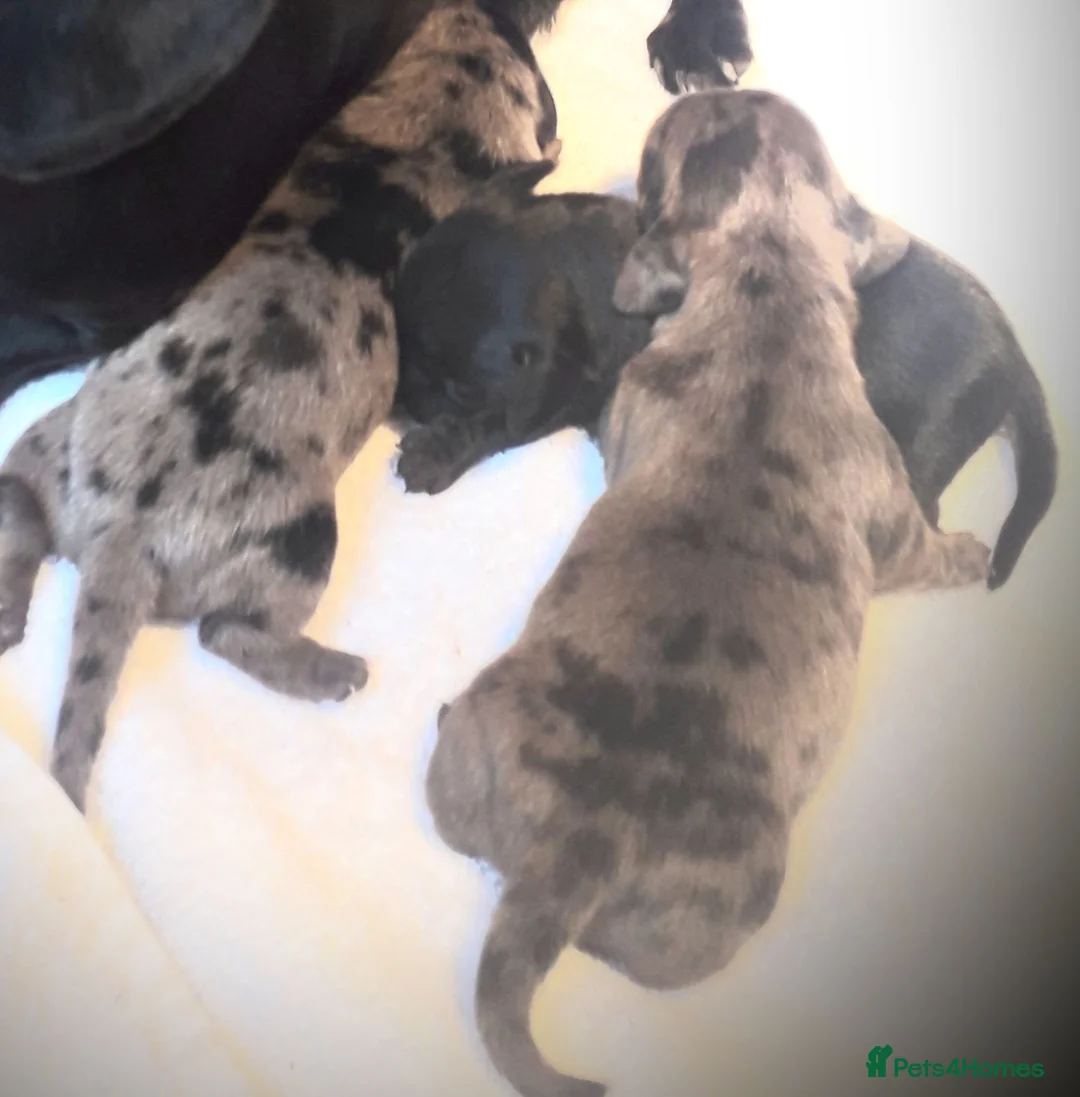 Miniature Dachshund dogs for sale: *AMAZING*QUALITY*TRUE*MINIATURE*DACHSHUNDS* in Sheffield - Advert 4