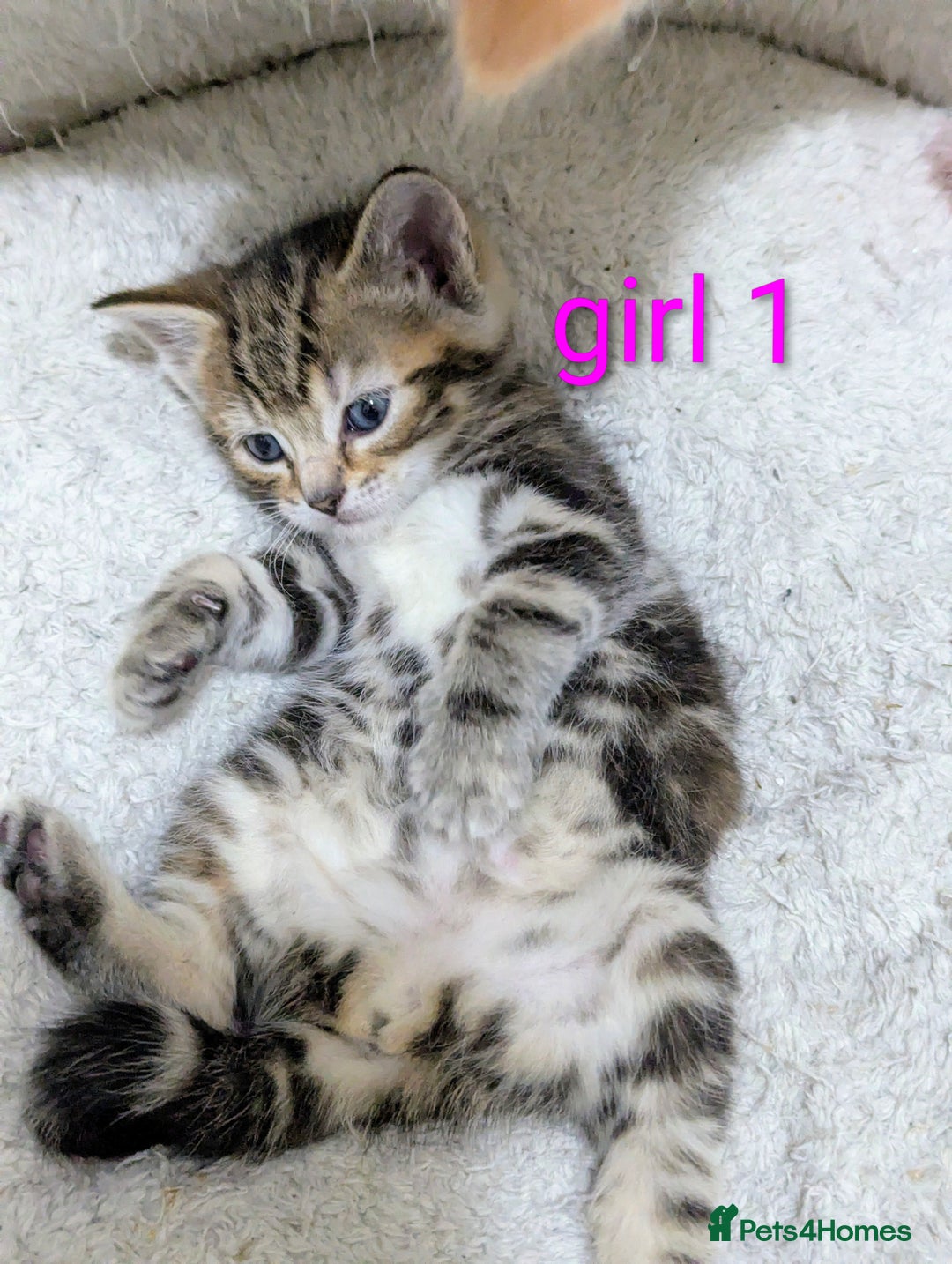 Mixed Breed cats for sale: Gorgeous kittens for sale £250 males £300 females - Advert 13