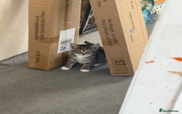 Domestic Shorthair cats for sale: Two kittens ready to leave for their forever home  - Image 10