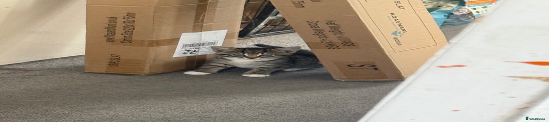 Domestic Shorthair Kitten 2