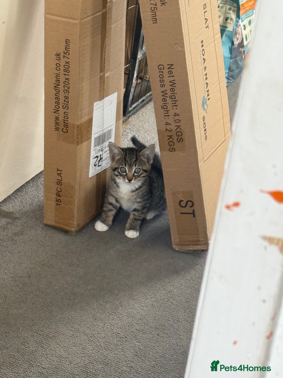 Domestic Shorthair cats for sale: Two kittens ready to leave for their forever home  - Image 10