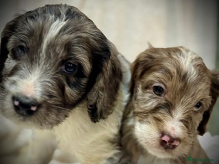 Cockapoo dogs F1 Standard Rare Parti, Solid and Merle Cockapoos - Advert 12