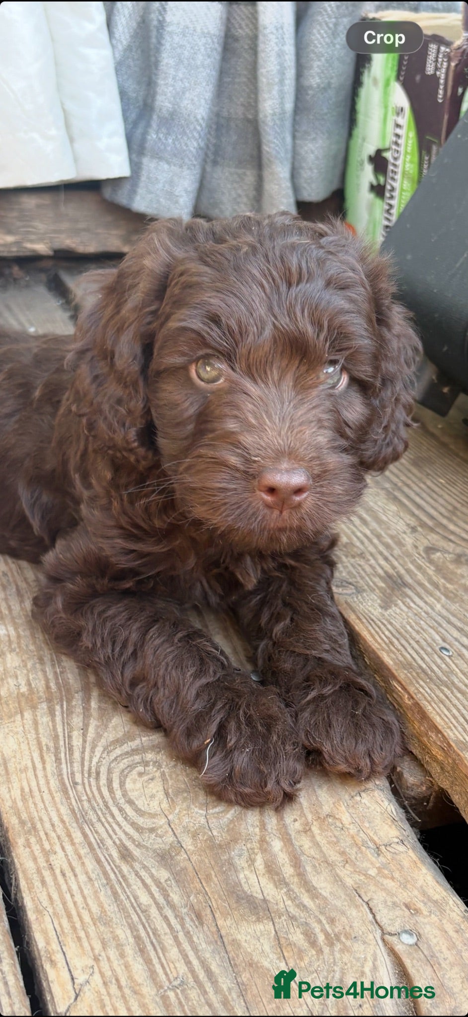 Cockapoo dogs Gorgeous Chocolate Cockapoo Spaniel Puppies - Advert 1