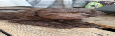 Cockapoo 1