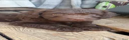 Cockapoo dogs for sale: Gorgeous Chocolate Cockapoo Spaniel Puppies - Advert 1