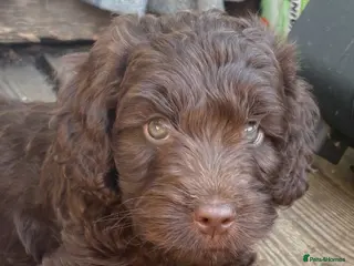 Cockapoo dogs Gorgeous Chocolate Cockapoo Spaniel Puppies - Advert 1