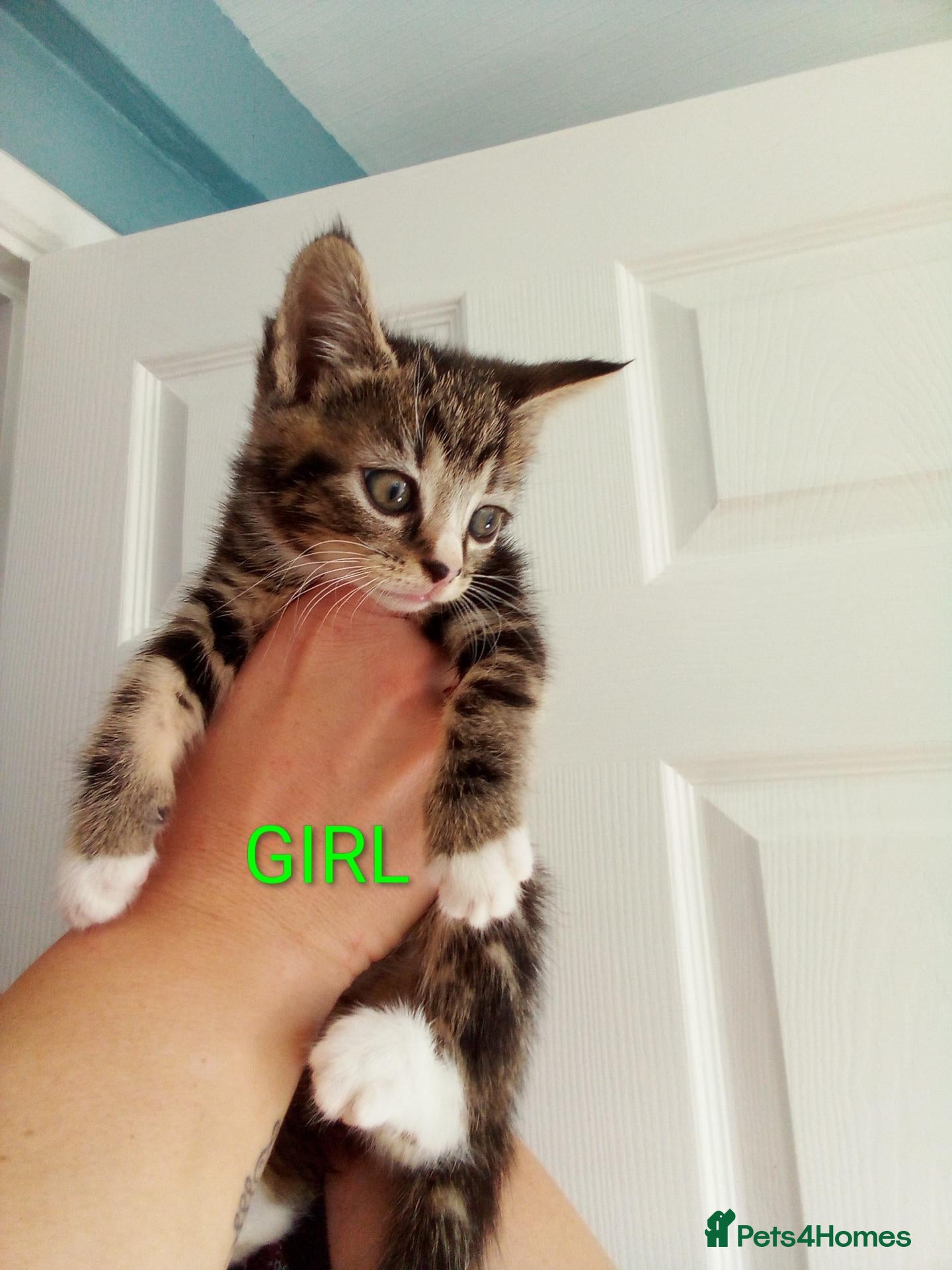 Mixed Breed cats Bengal x British shorthair kitten - Advert 17