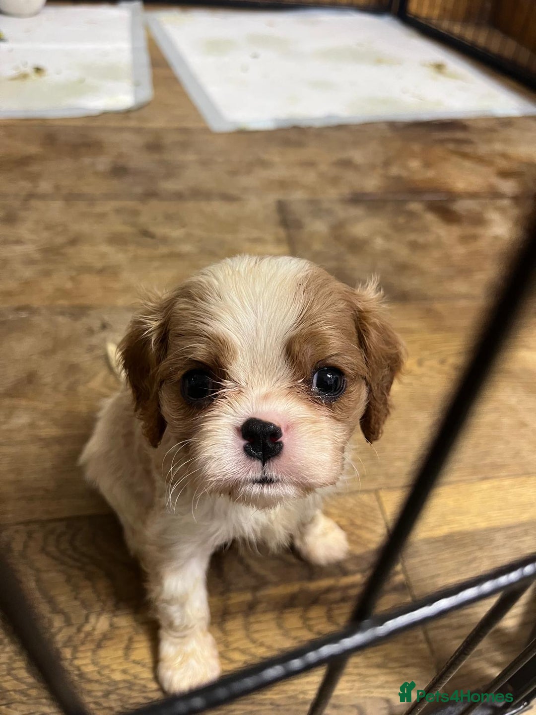 Cavalier King Charles Spaniel dogs for sale: Specialist Health Tested Cavalier King Charles  - Advert 23