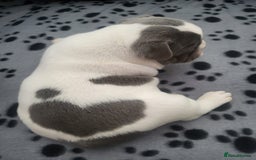 French Bulldog dogs for sale: KC Registered Frenchies ONLY 3 LEFT - Image 29