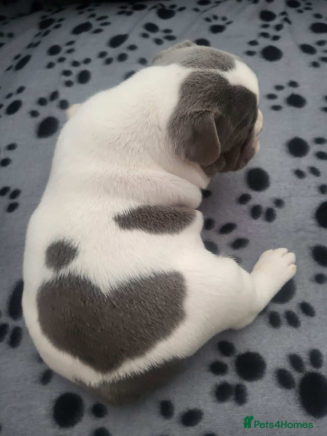 French Bulldog dogs for sale: KC Registered Frenchies ONLY 3 LEFT - Image 29