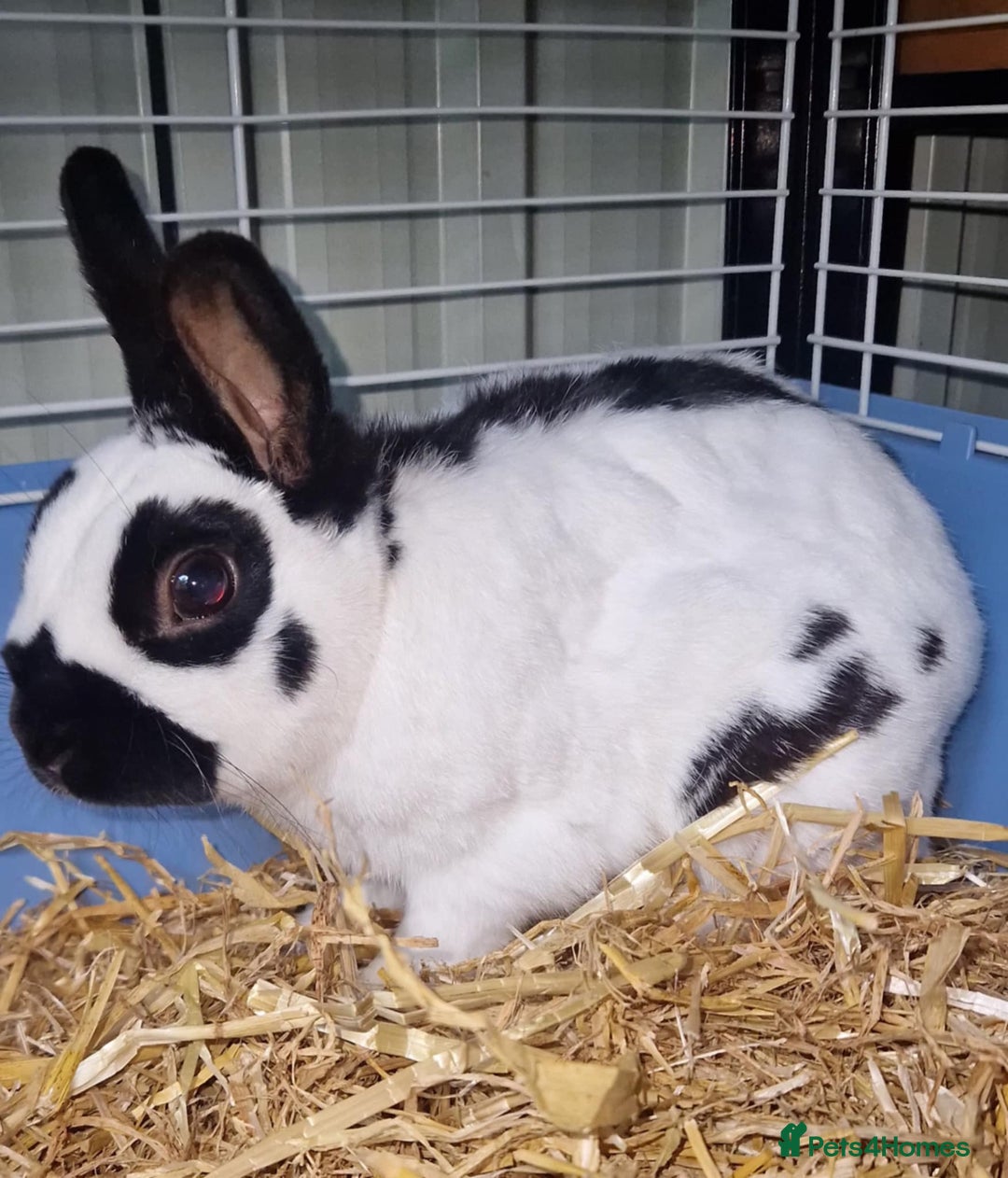English Spot rabbits for sale: Male English spot  - Image 3