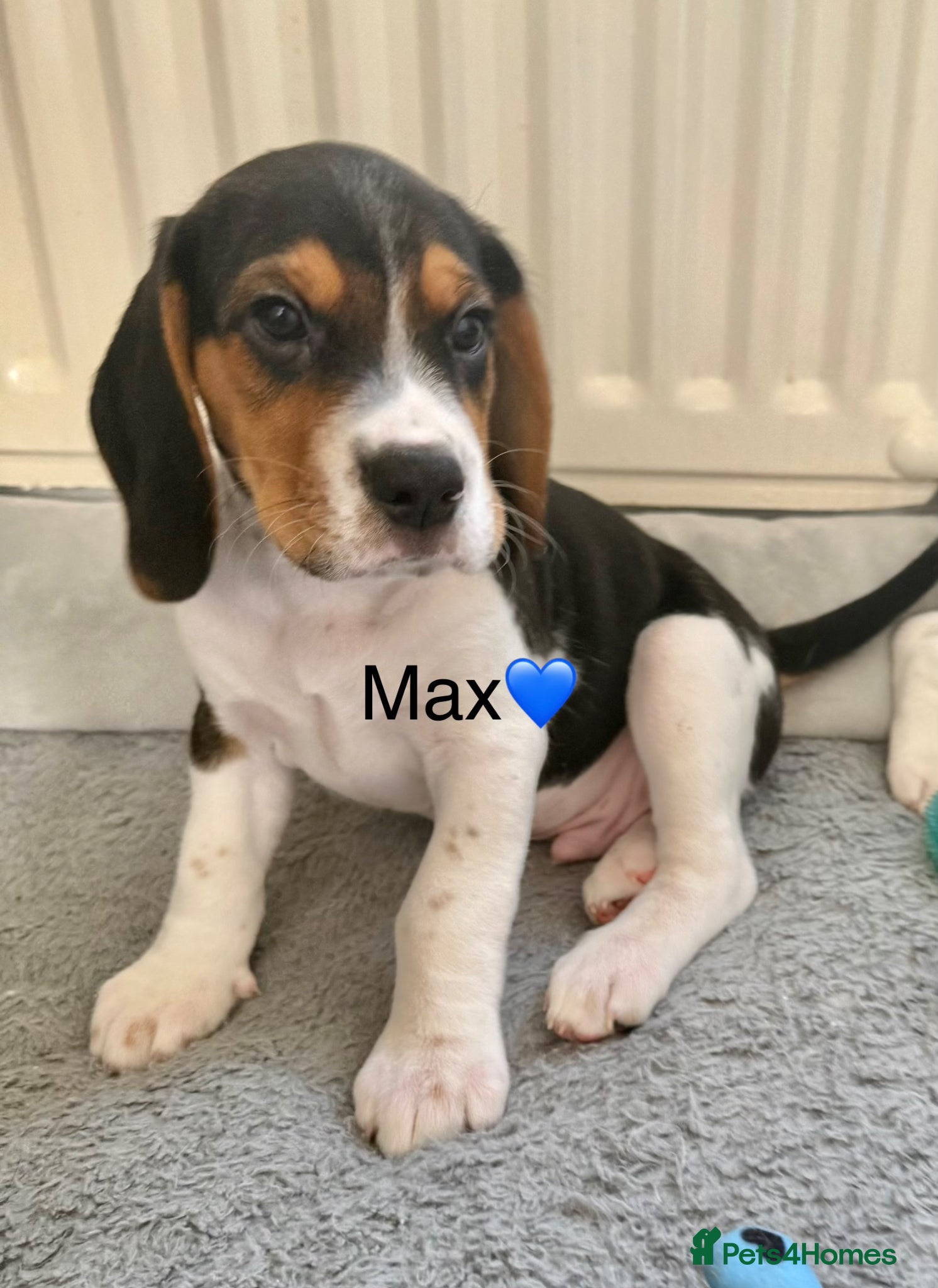 Beagle dogs Beagle puppies  - Advert 17