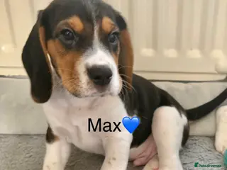 Beagle dogs Beagle puppies - Advert 17