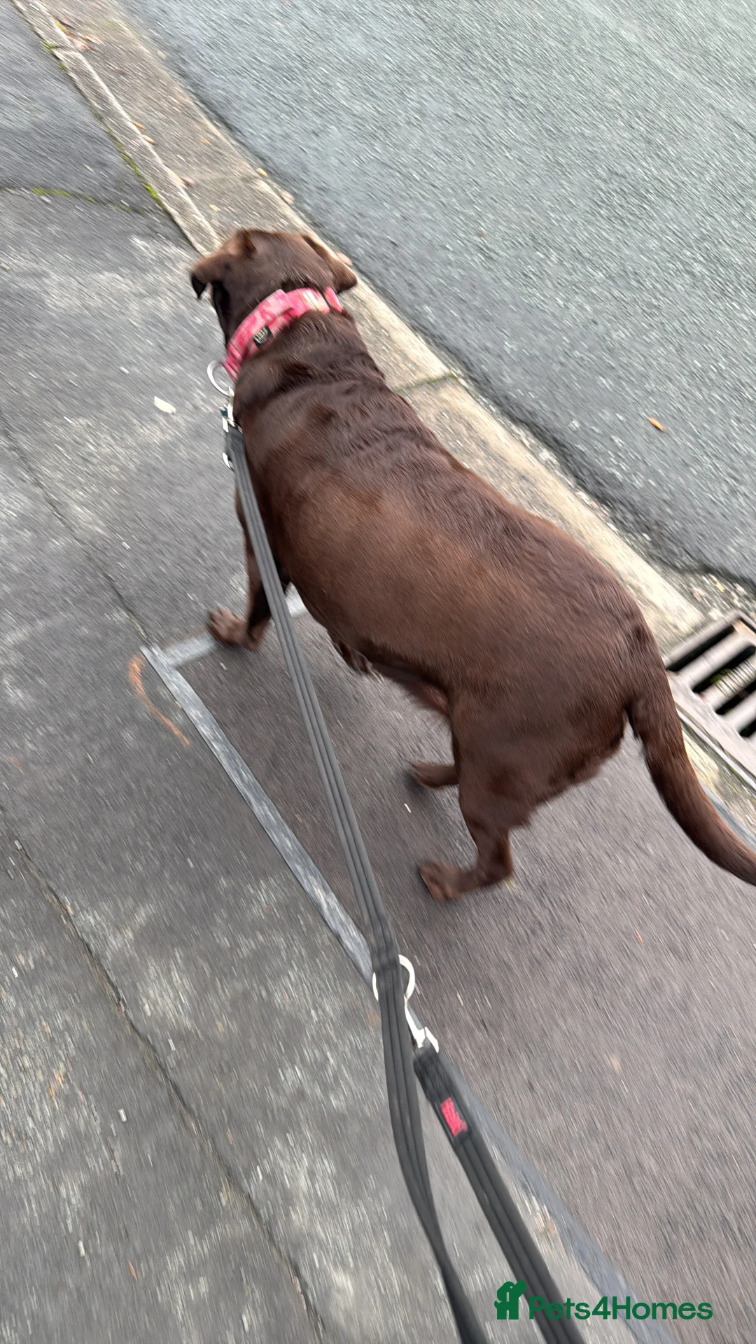 Labrador Retriever dogs for sale: Emily in Stockport - Advert 5