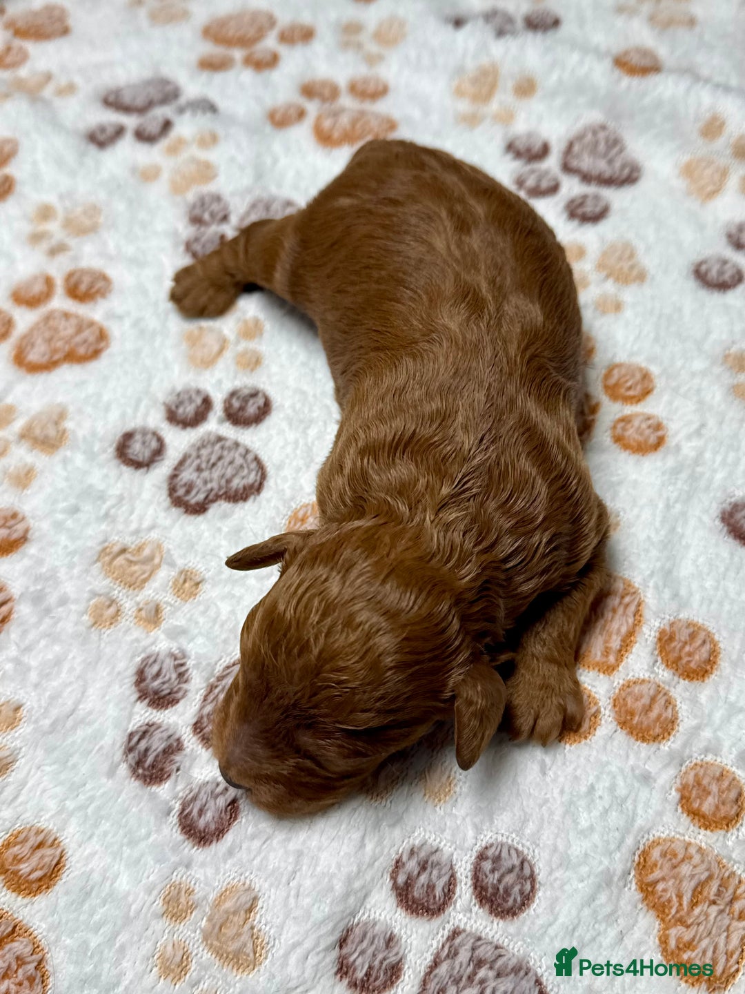 Cockapoo dogs for sale: Beautiful Fully Health Tested Cockapoos - Image 12